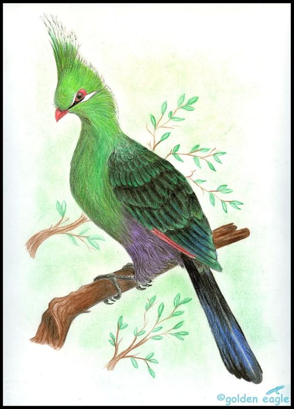 Turaco di Livingstone